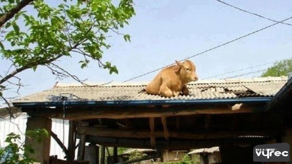 inilah kebo kalo kabur pas mau di qurban