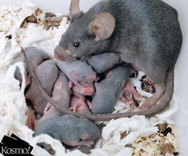 BAHAYA VIRUS KENCING TIKUS 