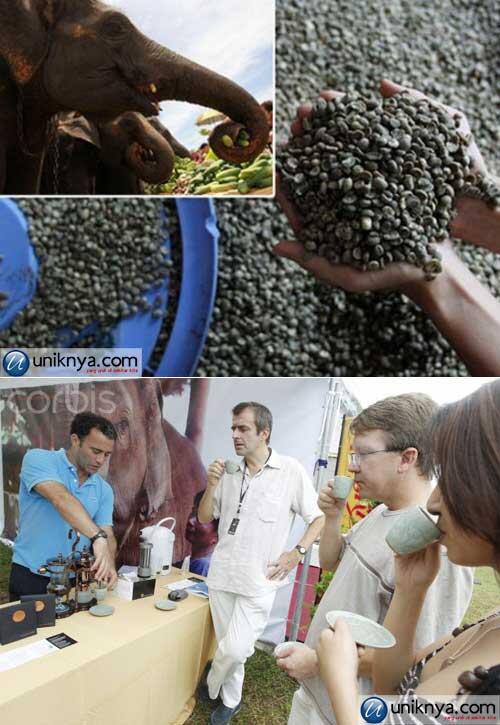 Ini Dia Kopi Termahal di Dunia, Dihasilkan Dari Pencernaan Gajah Thailand