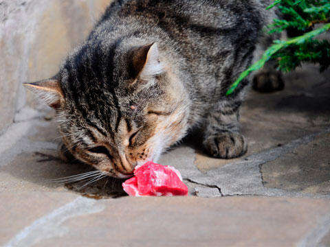 13 Hal yang (Mungkin) tidak Anda Tahu tentang Kucing &#91;Serba 13&#93;