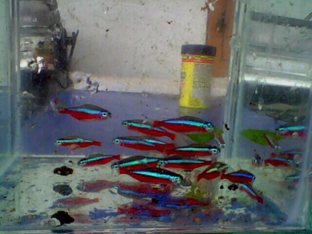 ikan neon cardinal murah .