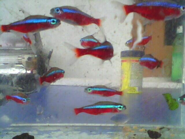 ikan neon cardinal murah .