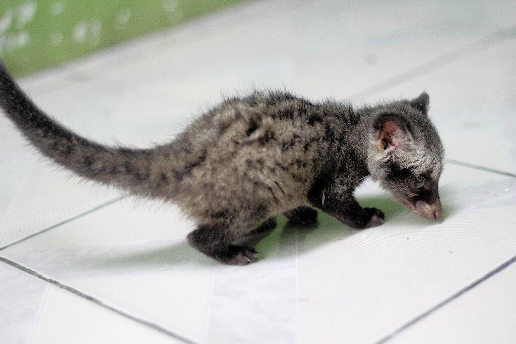 JUAL MUSANG PANDAN 3 BULAN JITOT