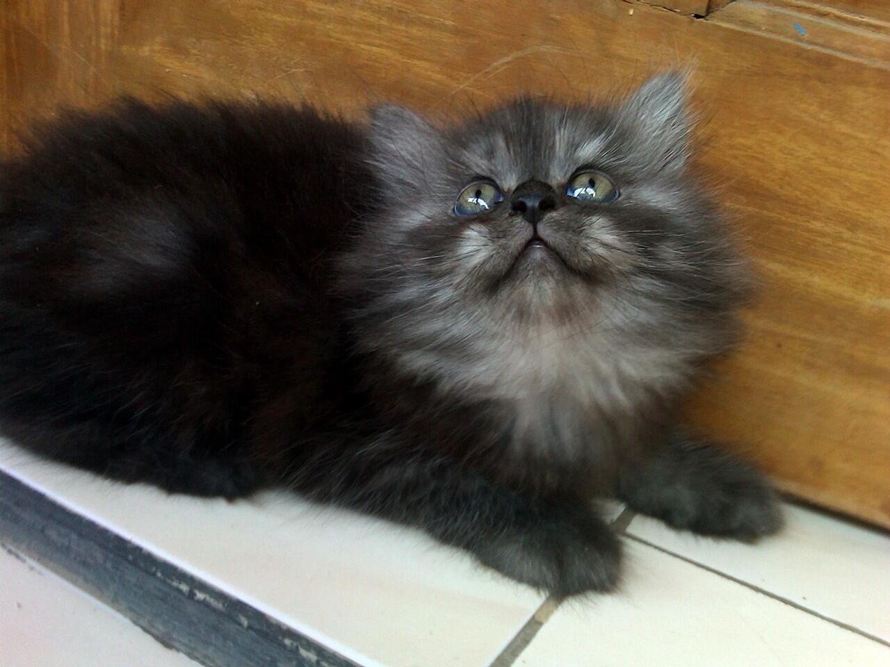 kucing kitten persia betina black smokky