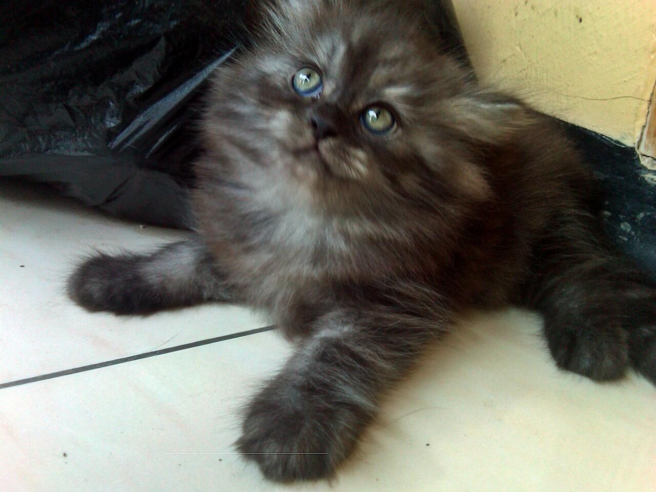 kucing kitten persia betina black smokky