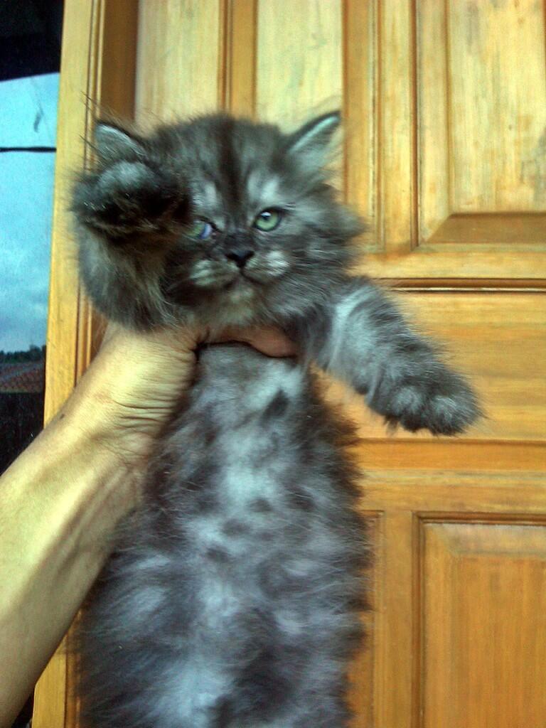 kucing kitten persia betina black smokky