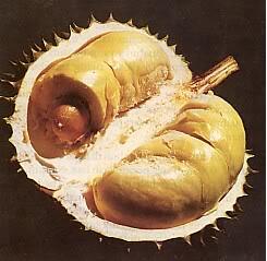 13 Jenis Durian Yang Ada Di Tanah Jawa ( Serba 13 )