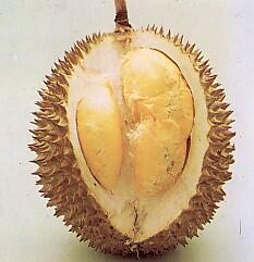 13 Jenis Durian Yang Ada Di Tanah Jawa ( Serba 13 )