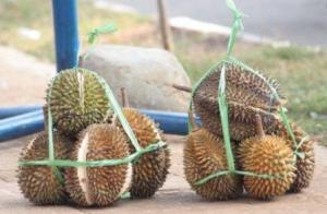 13 Jenis Durian Yang Ada Di Tanah Jawa ( Serba 13 )