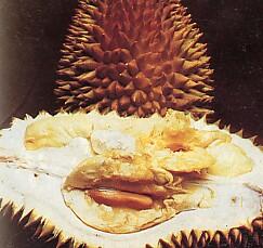13 Jenis Durian Yang Ada Di Tanah Jawa ( Serba 13 )