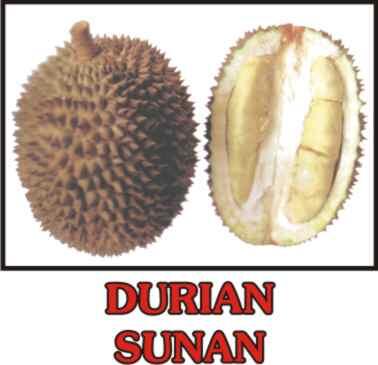 Download 51 Gambar Durian Sunan Keren HD