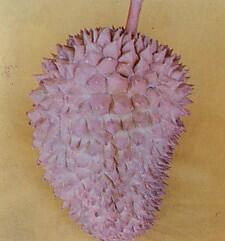 13 Jenis Durian Yang Ada Di Tanah Jawa ( Serba 13 )