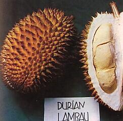 Unduh 6500 Gambar Durian Kendil Paling Baru 