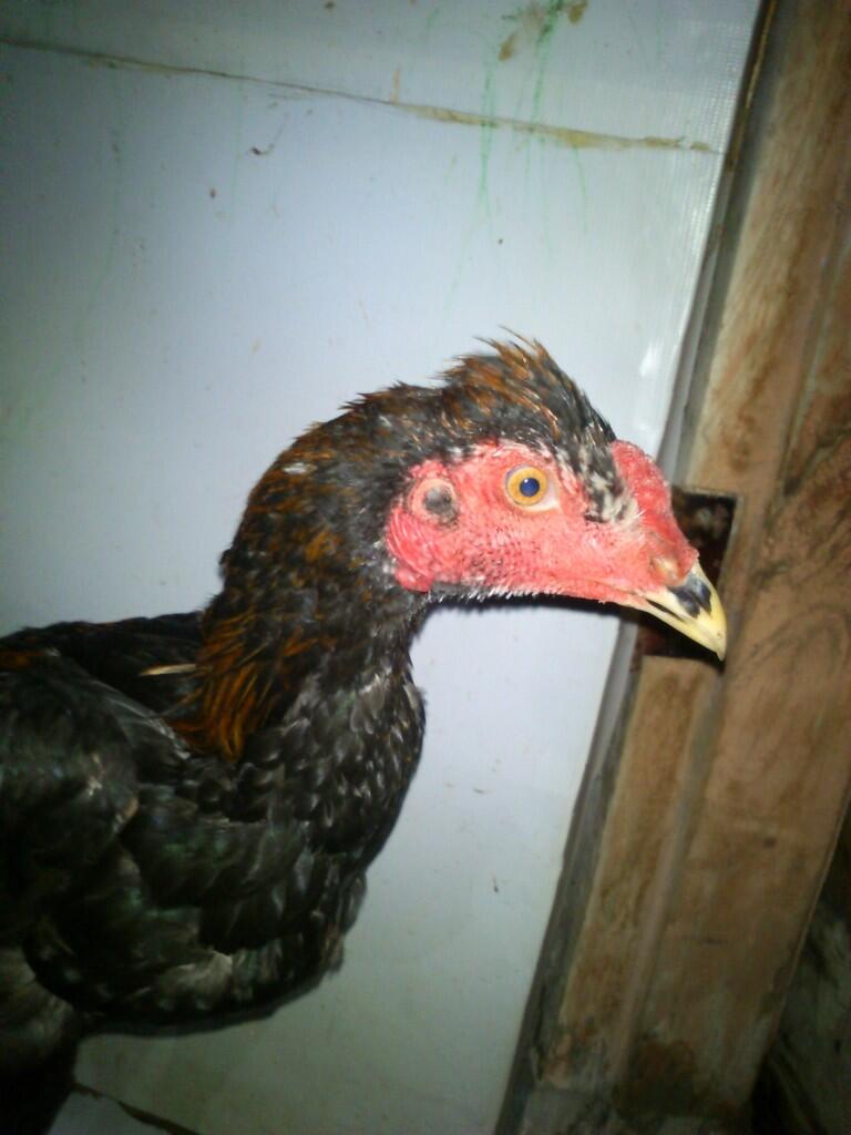 Terjual Jual Ayam Bangkok Jambul Anakan Kaskus