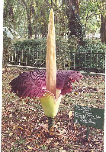 Bunga Rafflesia Arnoldii bukan Bunga Bangkai gan,,,,masuk dulu aj,,