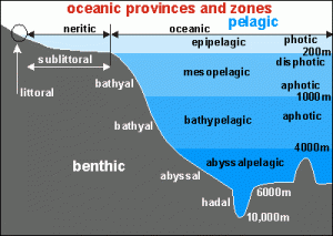 Zona Abysal dan Hewan Unik didalamnya.