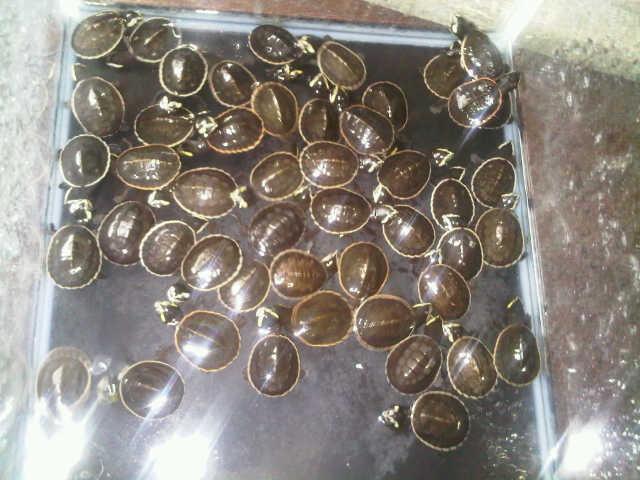 jual Suplaier Kura-kura jenis macem2 ...hrga pdagang yg psti...