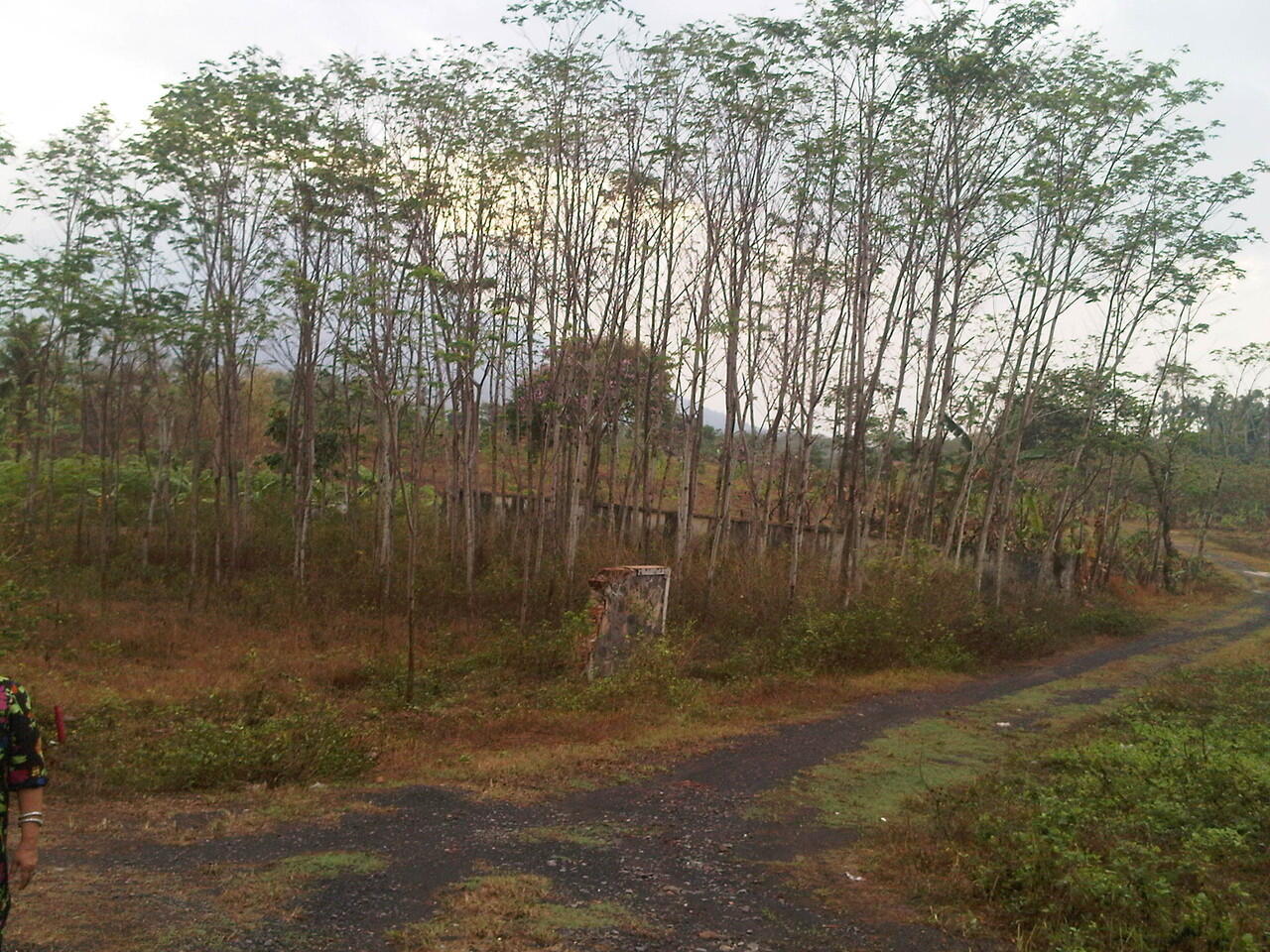 DI JUAL Tanah di Kalianda LAMPUNG SELATAN