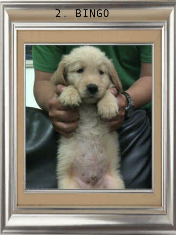 ******* Jual 7 Puppy Golden Retriever BANDUNG *******