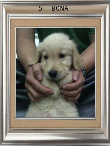 ******* Jual 7 Puppy Golden Retriever BANDUNG *******