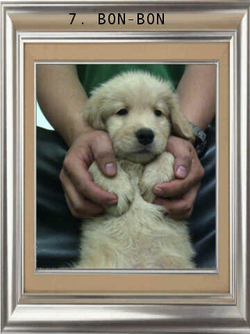 ******* Jual 7 Puppy Golden Retriever BANDUNG *******