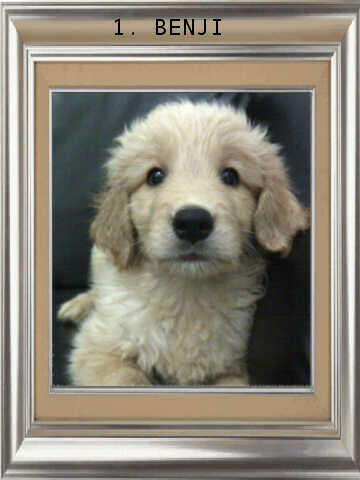 ******* Jual 7 Puppy Golden Retriever BANDUNG *******