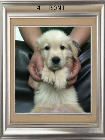 ******* Jual 7 Puppy Golden Retriever BANDUNG *******