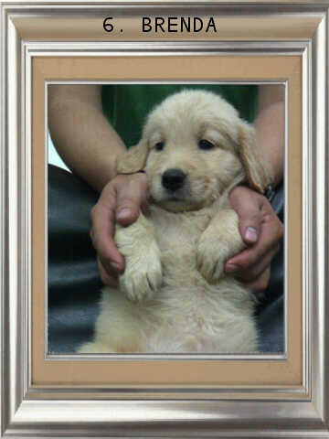 ******* Jual 7 Puppy Golden Retriever BANDUNG *******