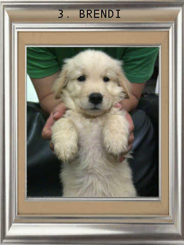 ******* Jual 7 Puppy Golden Retriever BANDUNG *******