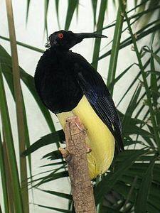 Agan Udah Tau 13 Jenis Burung Cenderawasih ? &#91;Serba 13&#93;