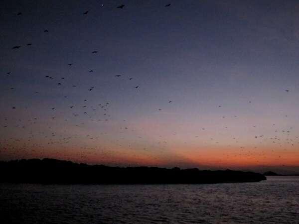 5 Pulau &quot;Hewan&quot; di Indonesia