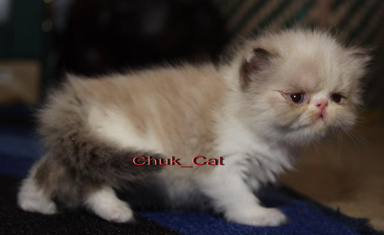 Kitten siap boked yogyakarta Jogja