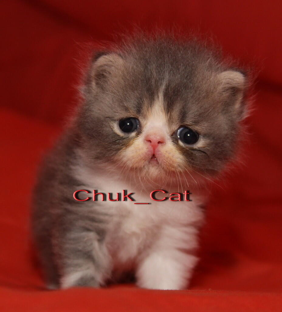 Kitten siap boked yogyakarta Jogja