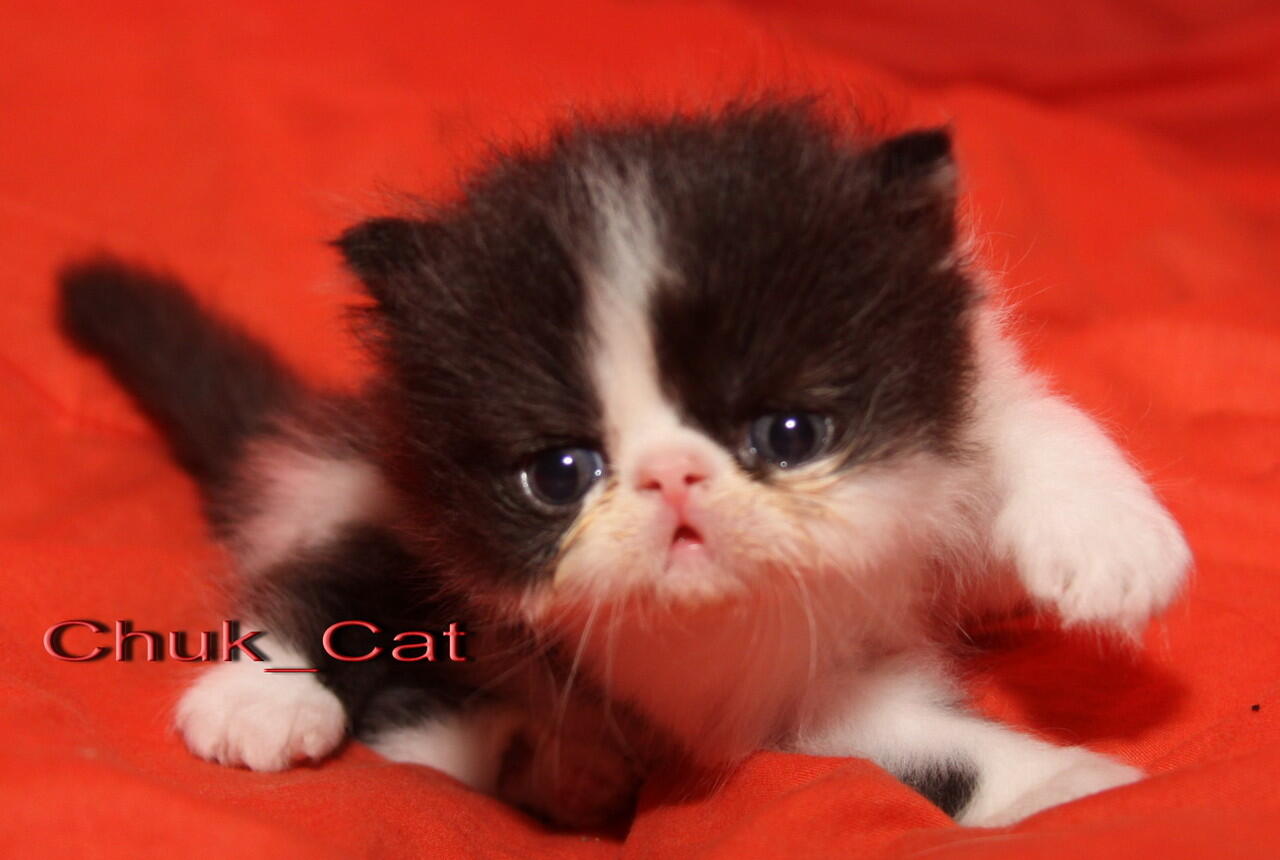Kitten siap boked yogyakarta Jogja