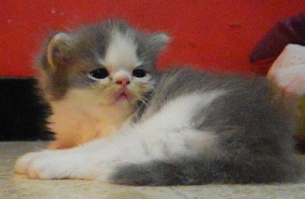 Kitten siap boked yogyakarta Jogja