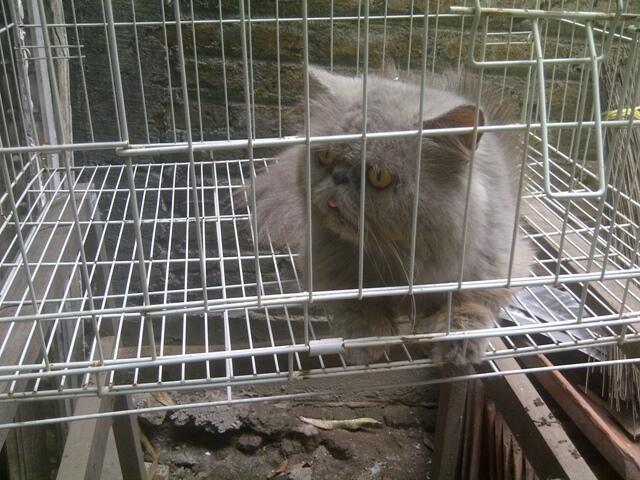 kucing persia pejantan pesek/ peaknose ekstrem jogja murmer
