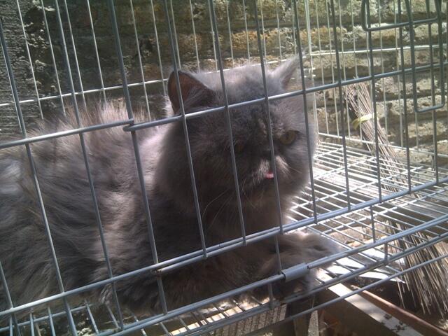 kucing persia pejantan pesek/ peaknose ekstrem jogja murmer
