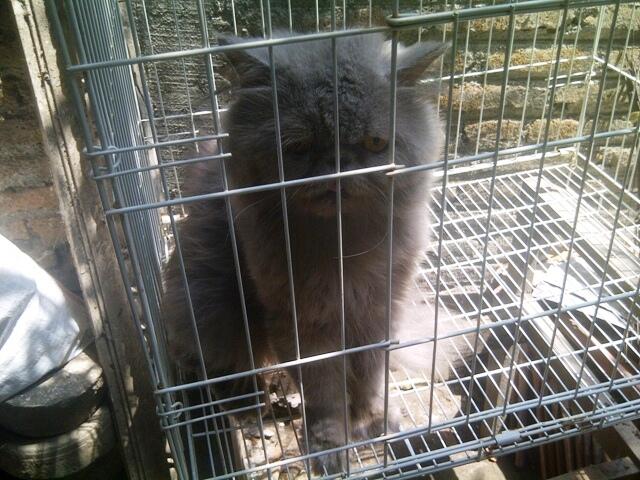 kucing persia pejantan pesek/ peaknose ekstrem jogja murmer