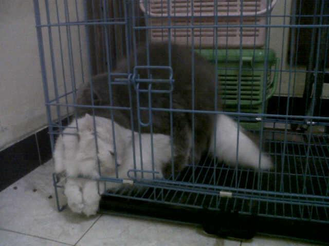 kucing persia pejantan pesek/ peaknose ekstrem jogja murmer