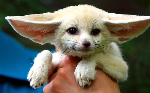 Terjual Cari Fennec Fox Kaskus