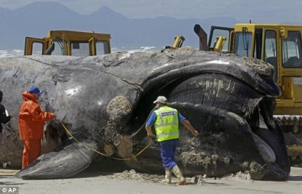 Paus Sepanjang 30 Meter Terdampar Di Muizenberg 