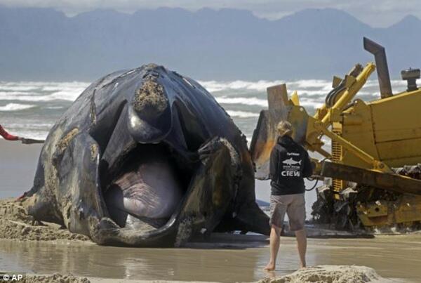Paus Sepanjang 30 Meter Terdampar Di Muizenberg 