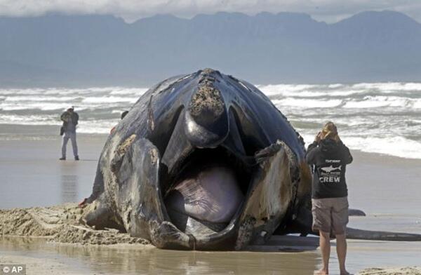 Paus Sepanjang 30 Meter Terdampar Di Muizenberg 