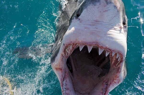 Paus Sepanjang 30 Meter Terdampar Di Muizenberg 