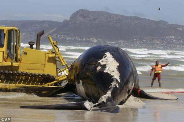 Paus Sepanjang 30 Meter Terdampar Di Muizenberg 