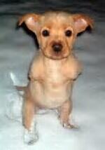 Anjing berkaki dua &quot;FAITH&quot; (Cerita Inspirasi)