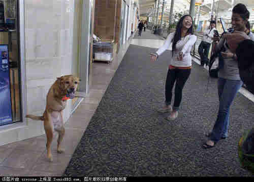 Anjing berkaki dua &quot;FAITH&quot; (Cerita Inspirasi)