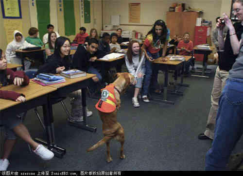 Anjing berkaki dua &quot;FAITH&quot; (Cerita Inspirasi)