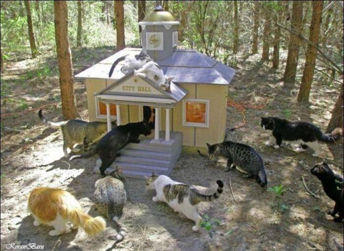 UNIK-perumahan kucing di florida
