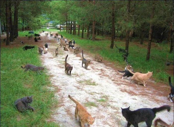 UNIK-perumahan kucing di florida